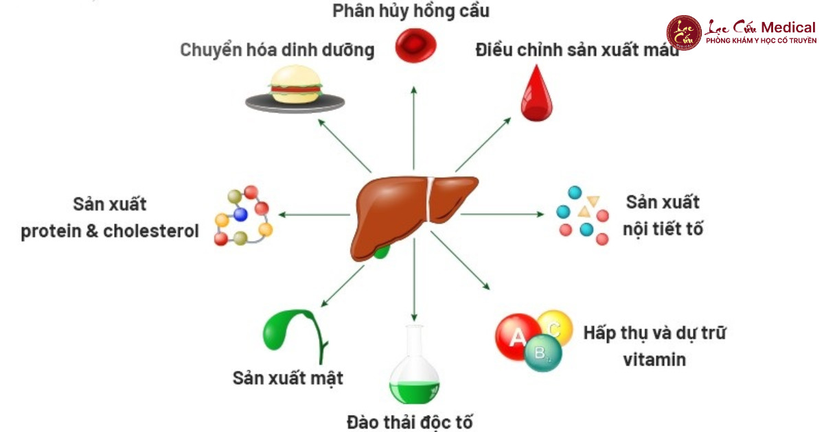 Gan – Bộ Phận Điều Hòa Khí Huyết Và Cảm Xúc