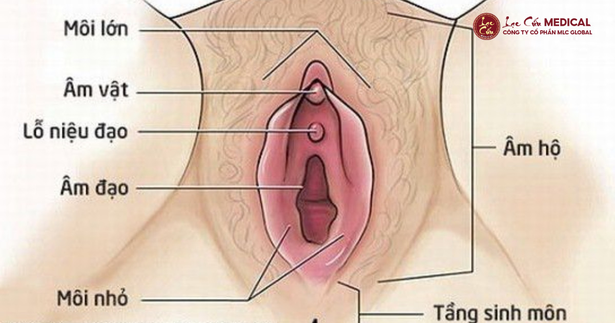 4 Dấu Hiệu Chứng Minh _Cô Bé_ Đang Rất Khỏe