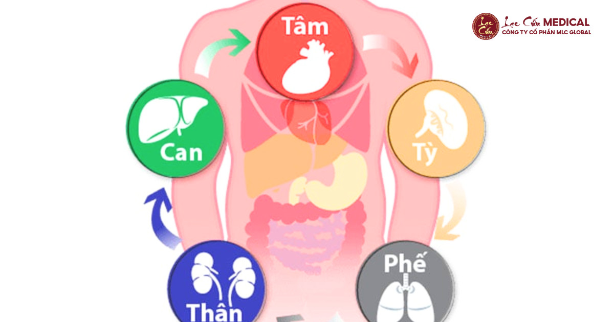 Giải Mã Tín Hiệu Mất Ngủ Từ Các Tạng Phủ