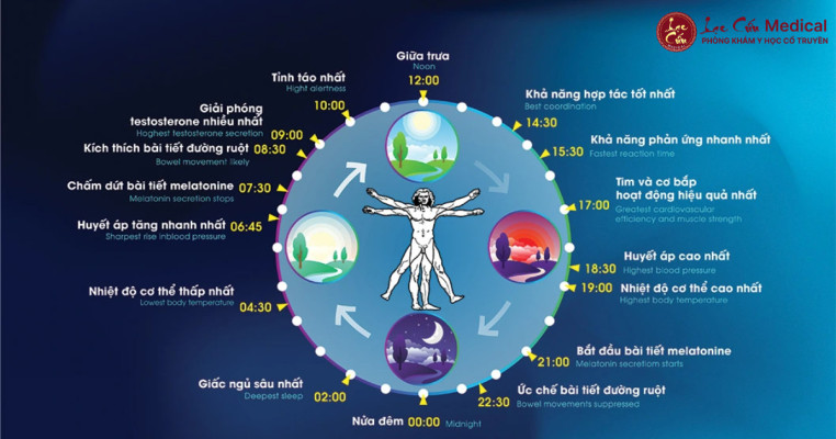 Đồng Hồ Sinh Học – Bản Đồ Dưỡng Sinh Của Đời Người