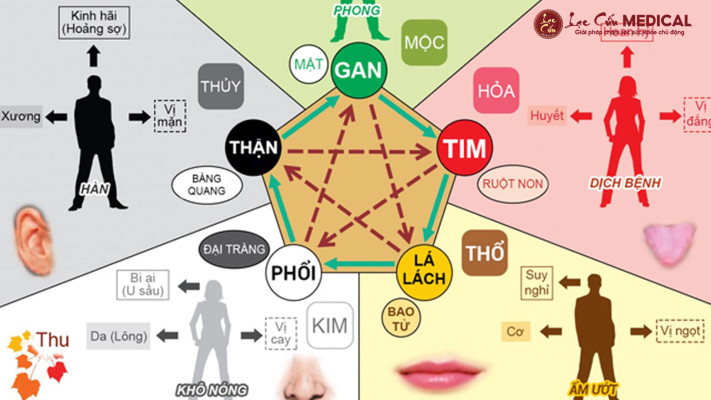 Ngũ Tạng – Cỗ Máy Vận Hành Sự Sống Đang Bị Bào Mòn